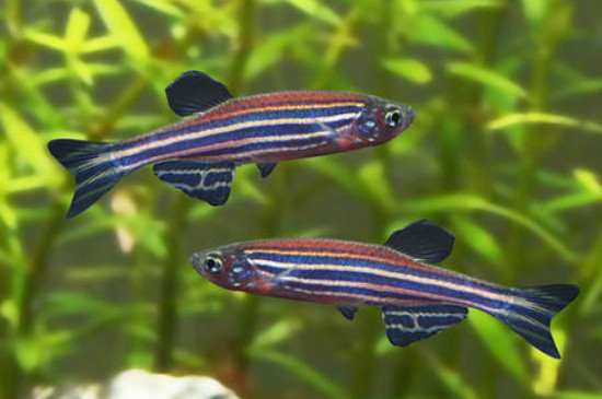 斑馬魚(yú)吃什么