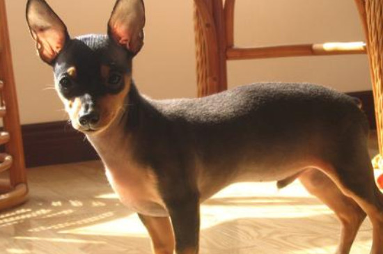 迷你杜賓犬和小鹿犬的區(qū)別