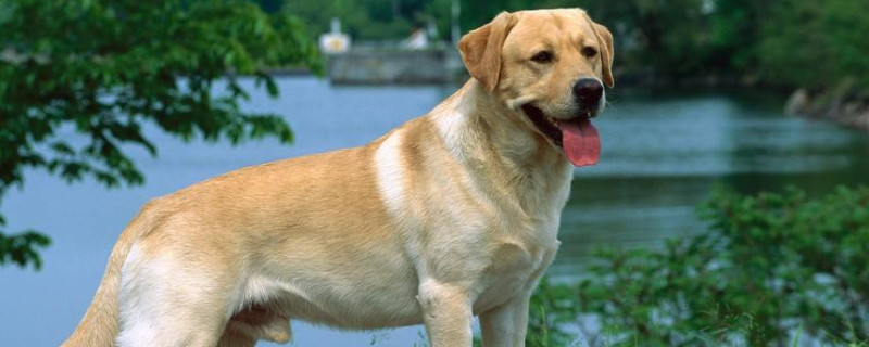 拉布拉多犬和金毛有什么區(qū)別