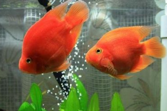 鸚鵡魚能和什么魚混養(yǎng)