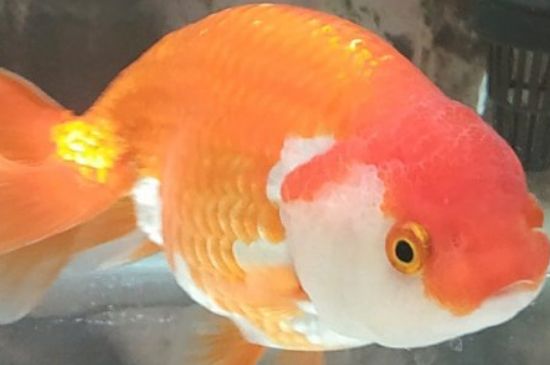 金魚的壽命
