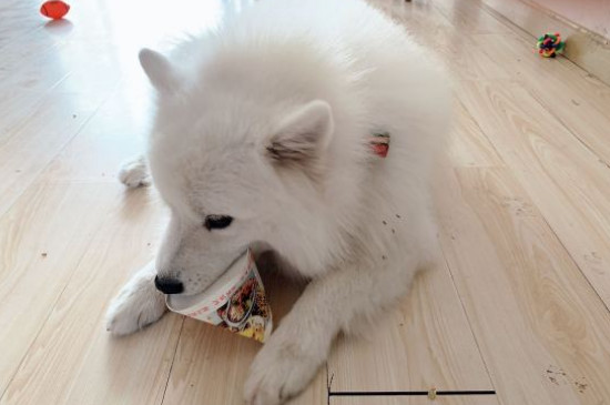 純種薩摩耶犬多少錢一只，幼犬價(jià)格大概在800-4000元左右