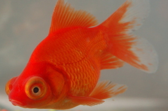 金魚(yú)產(chǎn)卵后可以不管嗎