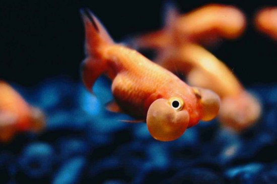 金魚體表像蒙一層霜