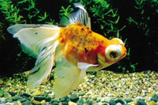 金魚怕冷嗎