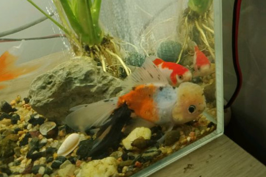金魚身上有白點(diǎn)怎么治