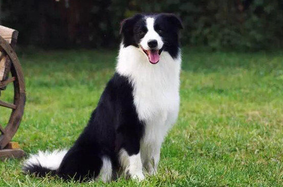 邊境牧羊犬怎么教育