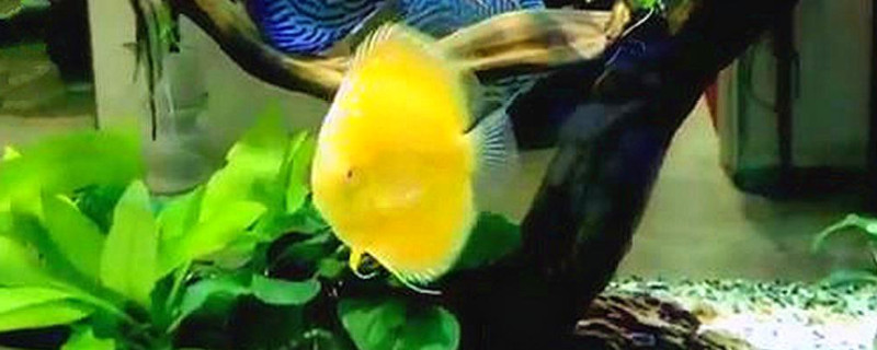 七彩神仙魚可以喂豐年蝦嗎