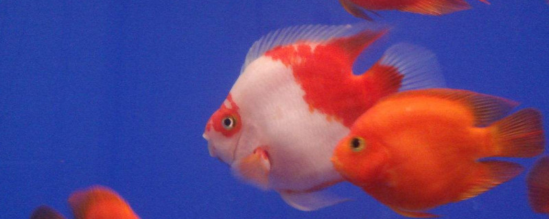 鸚鵡魚變白