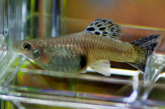 孔雀魚需要打氧嗎?