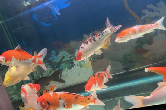 錦鯉身上出現(xiàn)鼓包