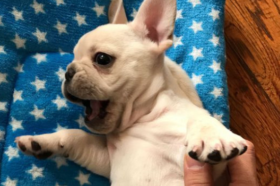斗牛犬適合在籠子里養(yǎng)嗎，斗牛犬關(guān)籠子養(yǎng)的危害