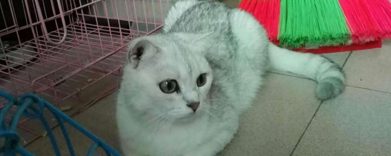 銀漸層貓的飼養(yǎng)方法