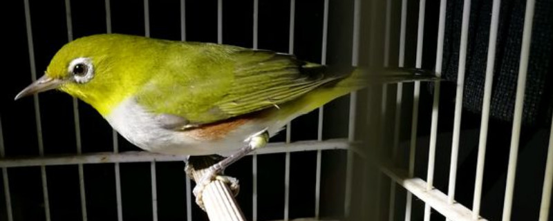 怎樣自制繡眼鳥食，自制繡眼飼料配方