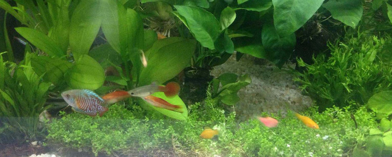 孔雀魚(yú)能吃紅蟲(chóng)嗎