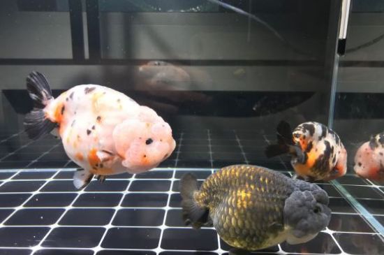 金魚變黑是怎么治