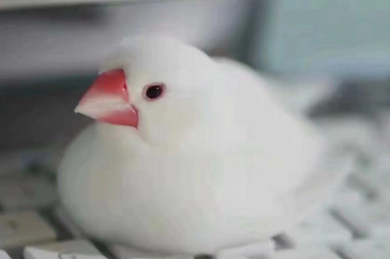 白文鳥怎么馴養(yǎng)