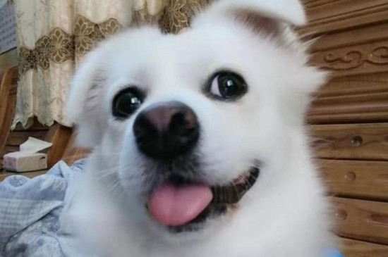 狗怕什么氣味