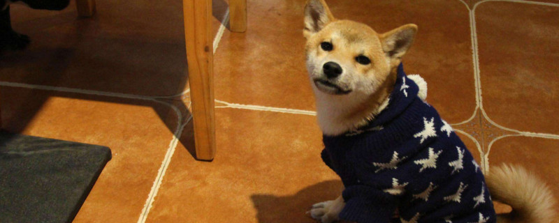 柴犬淘氣嗎