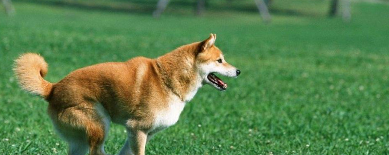 柴犬幼犬怎么訓練