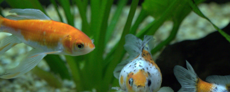 金魚尾巴有白點(diǎn)怎么辦