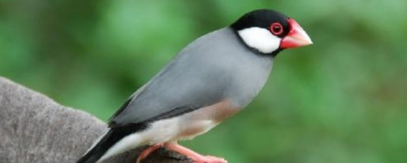 文鳥認(rèn)主人嗎