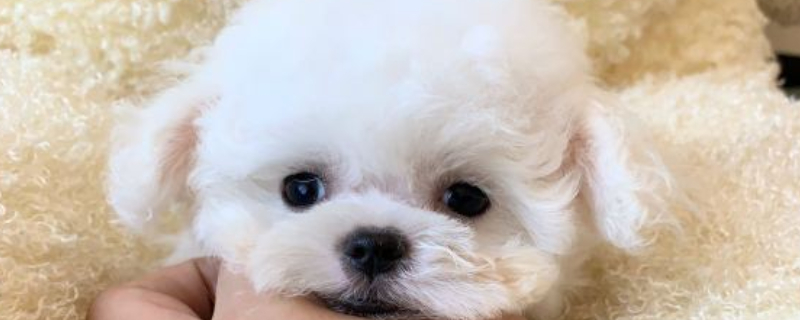 養(yǎng)茶寵有什么忌諱