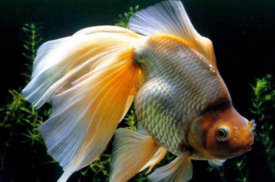 養(yǎng)金魚需要氧氣泵嗎，小金魚氧氣泵需要一直開嗎