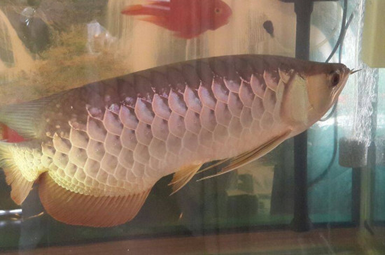 新買的金龍魚怎么養(yǎng)