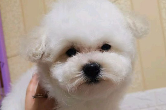 純種比熊犬多少錢(qián)一只，純種比熊價(jià)格1200-6500元
