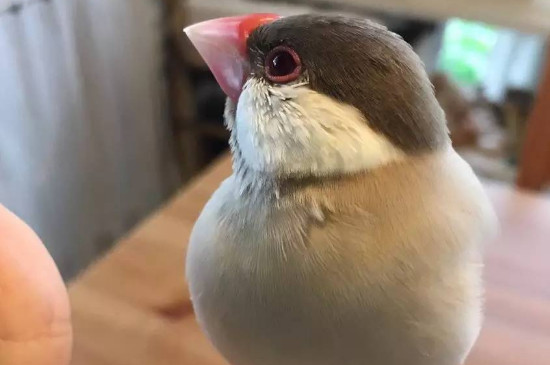 文鳥認(rèn)主人嗎