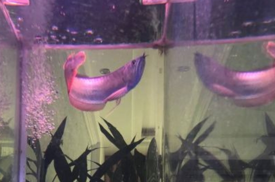 成年龍魚多少錢一只，龍魚品種和價格表