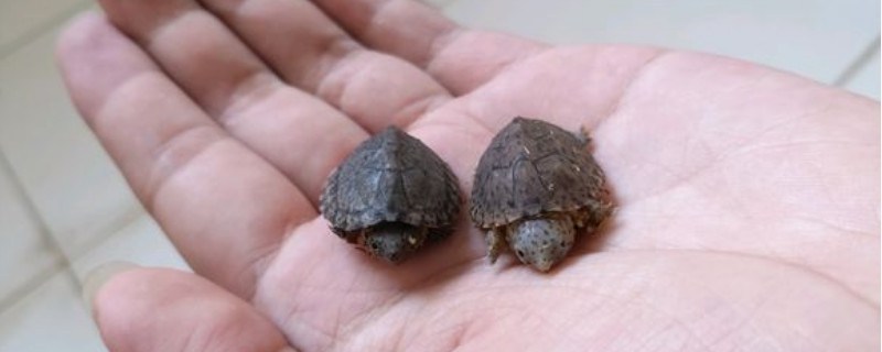 養(yǎng)剃刀龜用多大的魚缸
