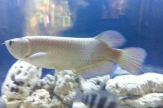星點龍魚不吃東西怎么辦