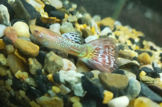 鳳尾魚的養(yǎng)殖方法
