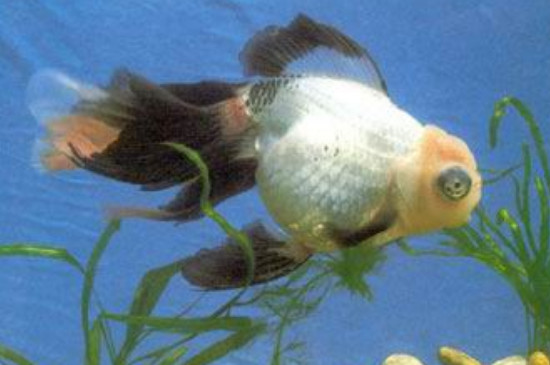 金魚都有什么顏色的