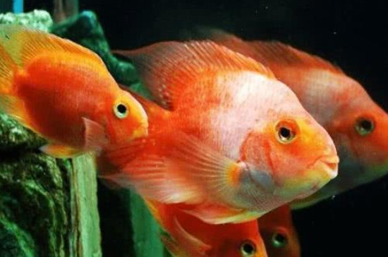 財神鸚鵡魚怎么養(yǎng)能起頭的