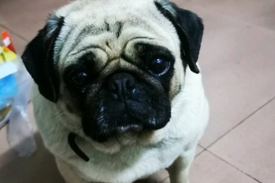 巴哥犬打它記仇嗎