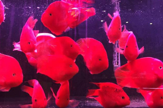 紅鸚鵡眼睛鼓出來怎么辦