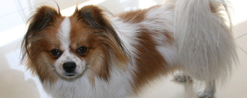 蝴蝶犬優(yōu)缺點分析