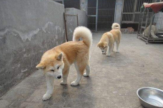 秋田拉肚子癥狀