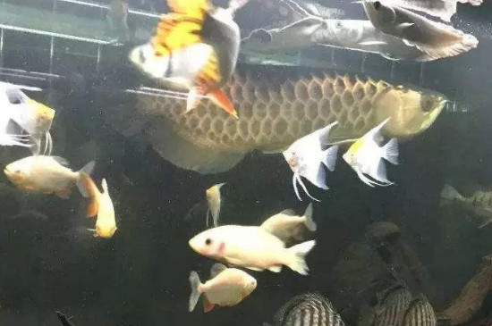 龍魚混養(yǎng)打架需要多久