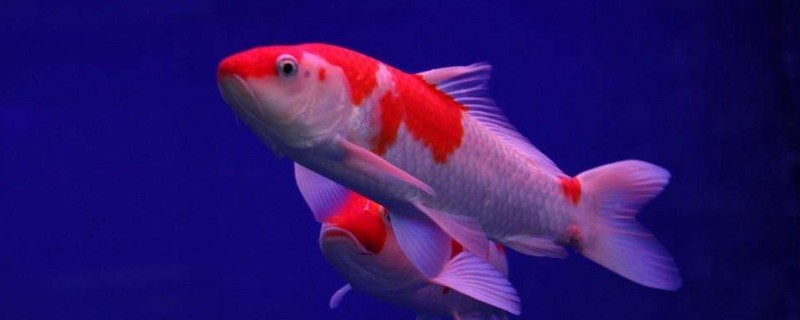 錦鯉魚趴缸治療方法