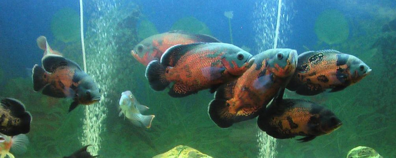地圖魚眼睛有白膜怎么辦