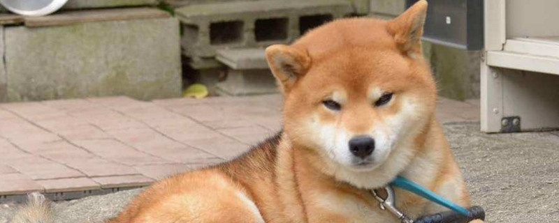 柴犬信任主人的表現(xiàn)