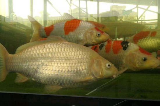 錦鯉魚趴缸治療方法