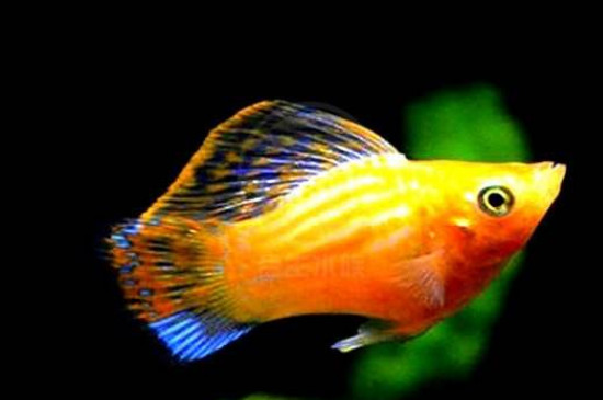 瑪麗魚(yú)是一次性生完嗎