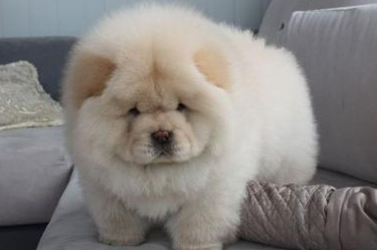 松獅犬怎么訓練聽主人命令