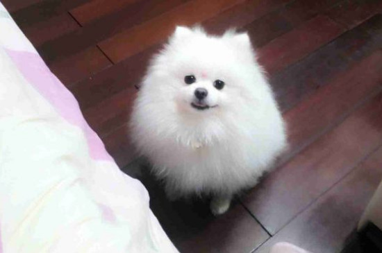 博美犬缺點