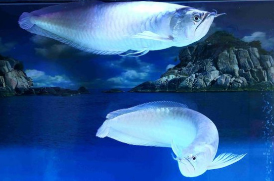 銀龍魚的飼養(yǎng)方法，飼養(yǎng)銀龍魚的技巧